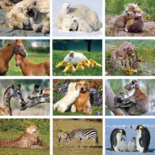 Animal babies calendar preview