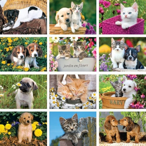 Four Paws 2025 calendar preview