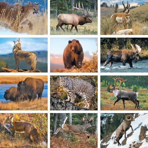 Wildlife 2025 calendar preview